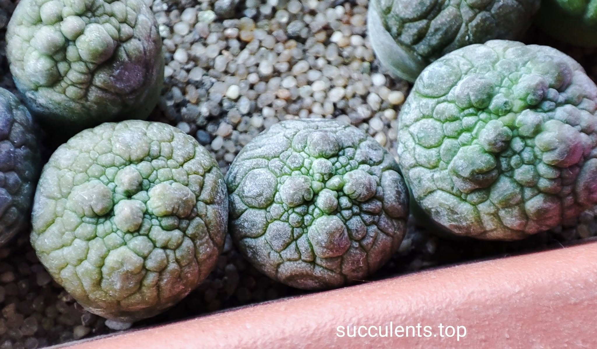 pseudolithos eylensis