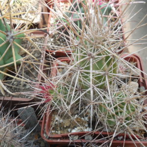 Echinocereus maritimus - v. hankockii