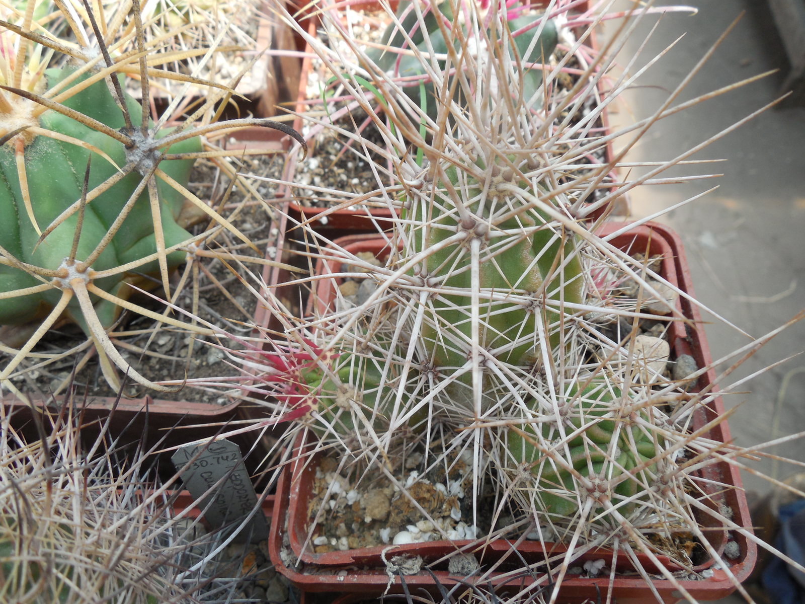 Echinocereus maritimus - v. hankockii