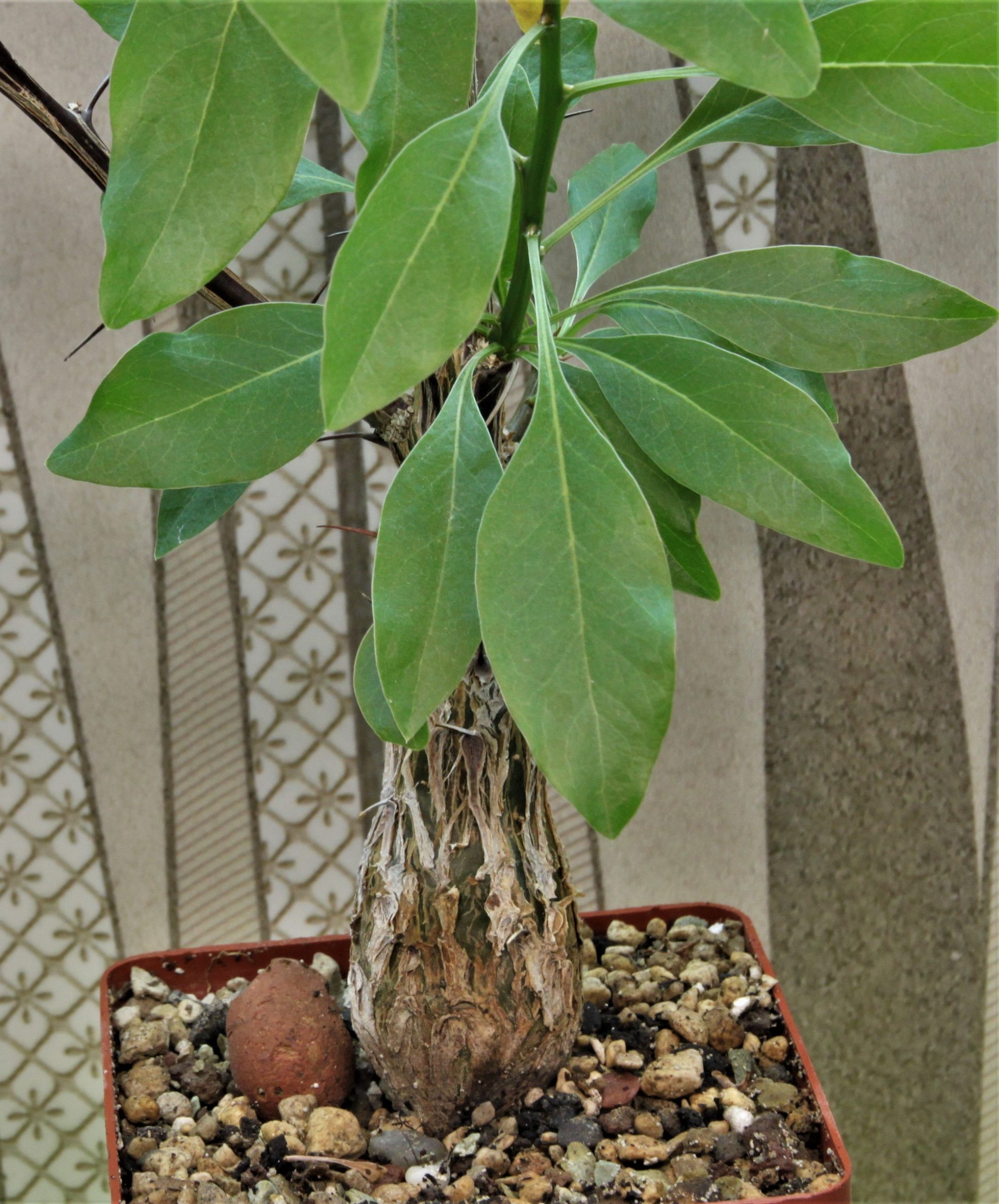 Fouguieria formosa. Кубик 8х8см. 900грн
