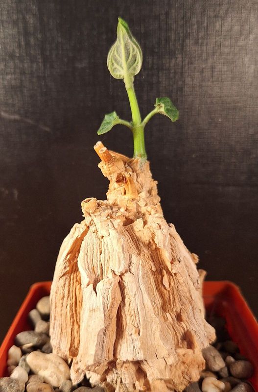 Gonolobus cyclophyllusMatelea cyclophylla (1)