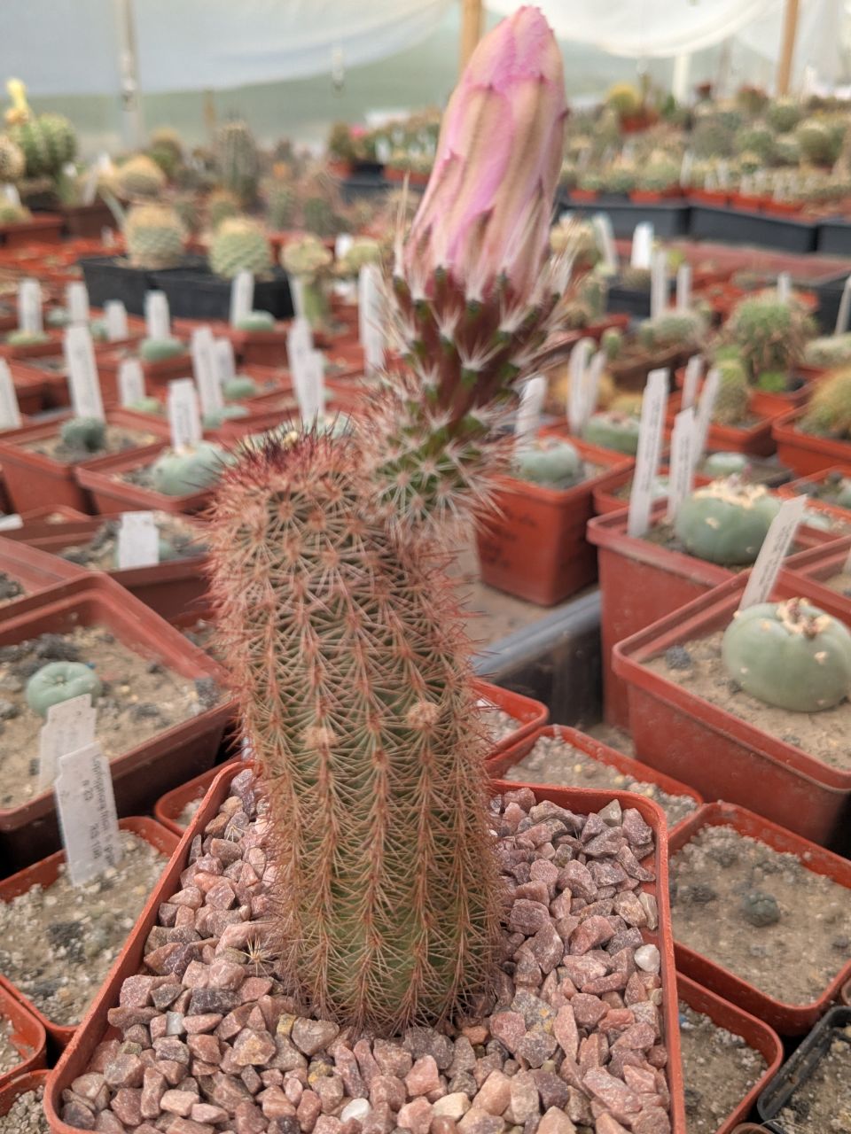Echinocereus sciurus v. floresii L071 Topolabampo, Sinaloa