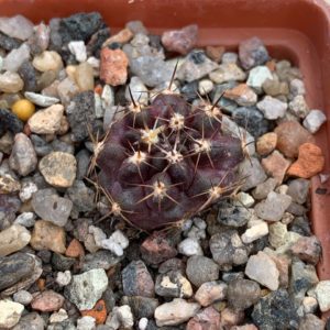 Horridocactus tubericulcatus