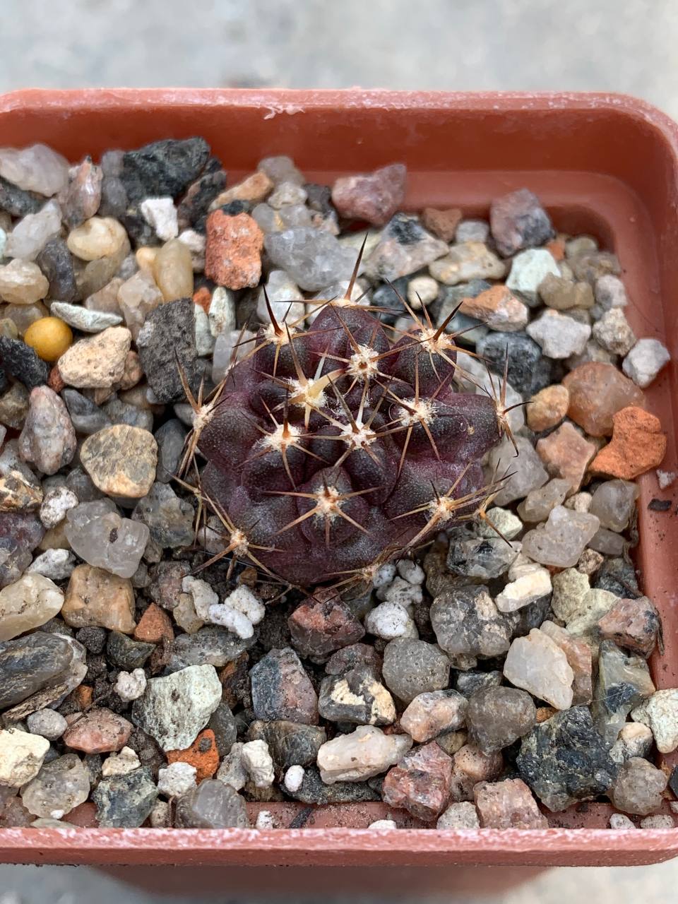Horridocactus tubericulcatus