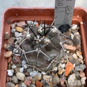 Copiapoa echinoides (Totoral)