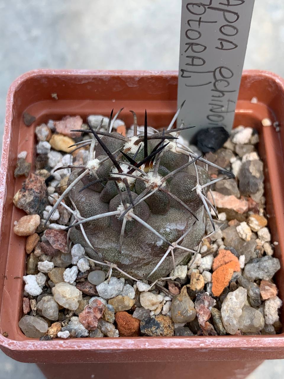 Copiapoa echinoides (Totoral)