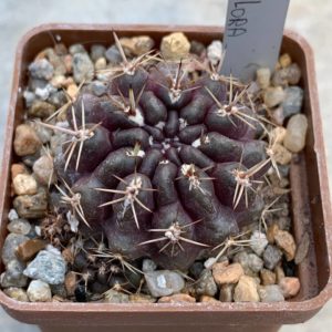 Neochilenia odoridiflora