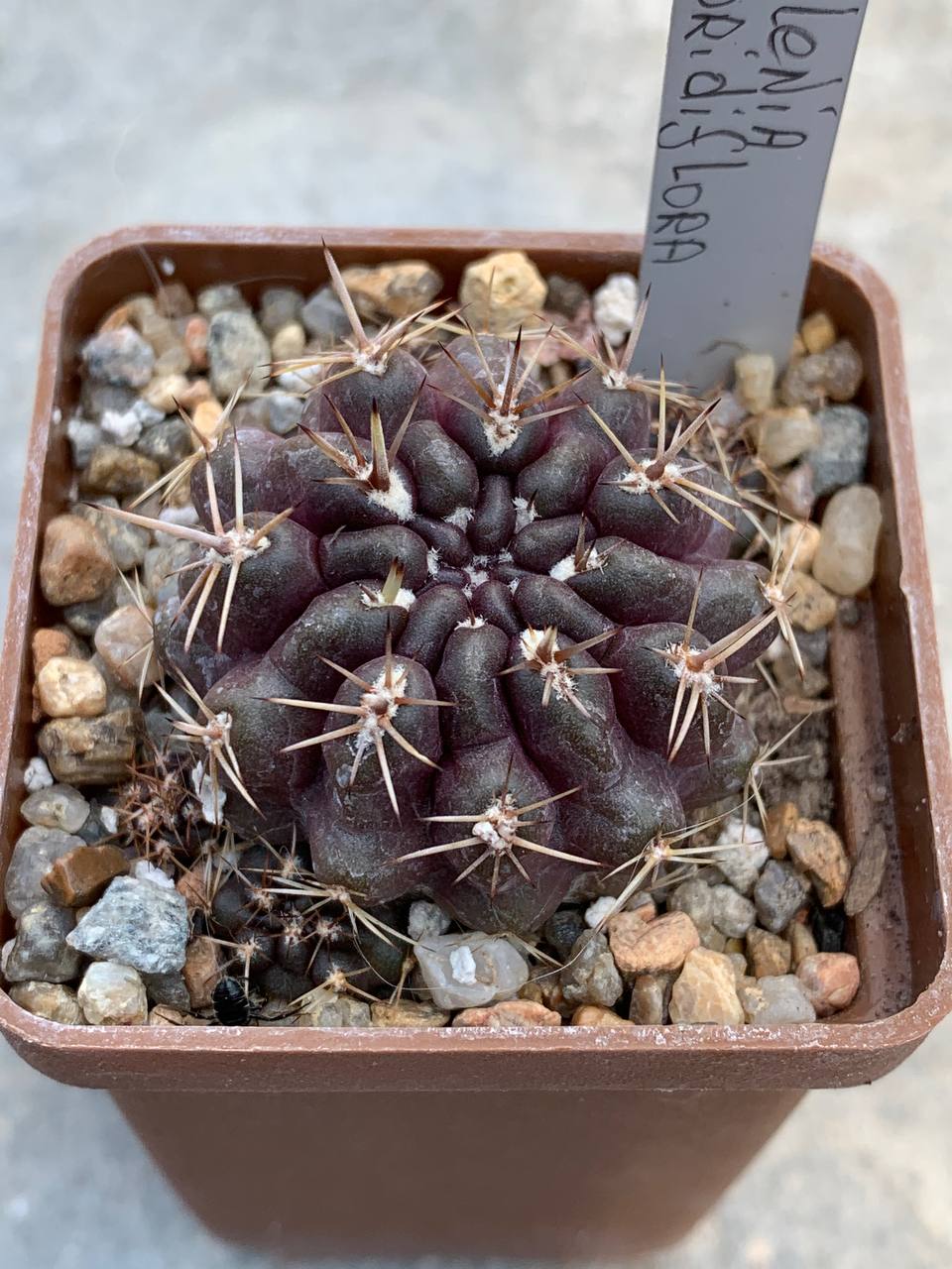Neochilenia odoridiflora