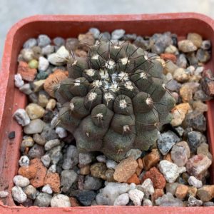 Copiapoa leonensis (Quebrada Leon, Chile)