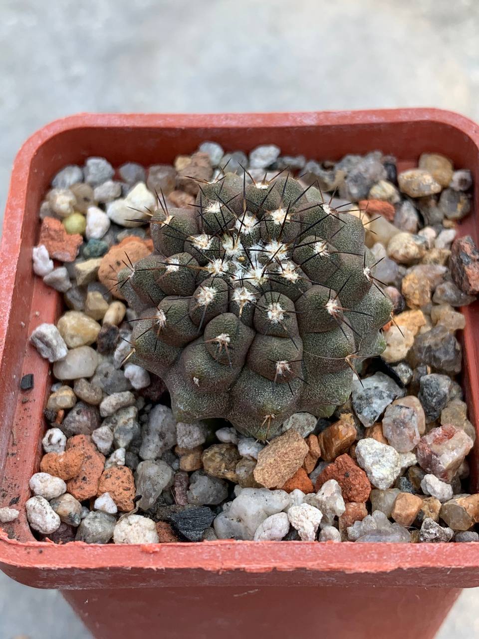 Copiapoa leonensis (Quebrada Leon, Chile)