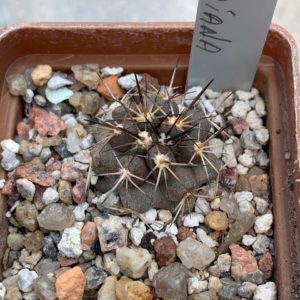 Copiapoa fiedleriana