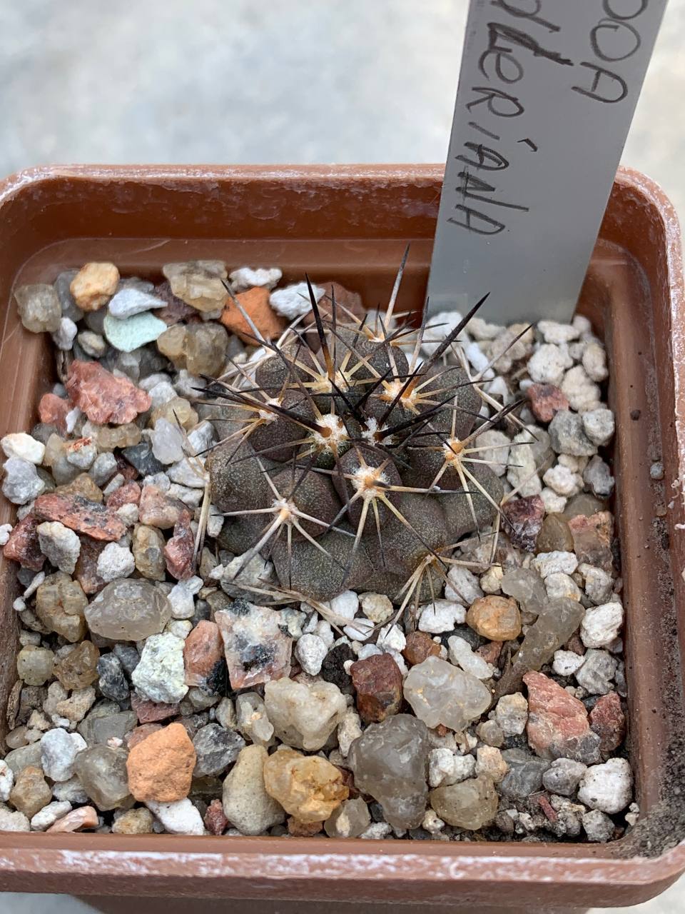 Copiapoa fiedleriana