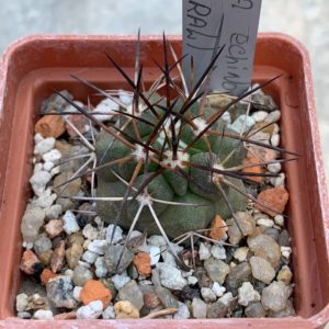 Copiapoa echinoides (Totoral)