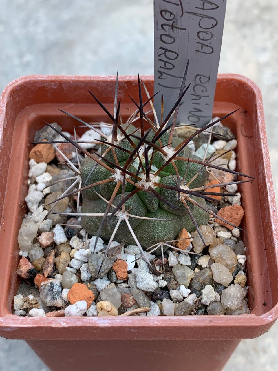 Copiapoa echinoides (Totoral)