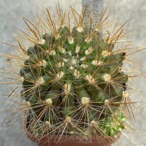 Neochilenia chilensis var albissima