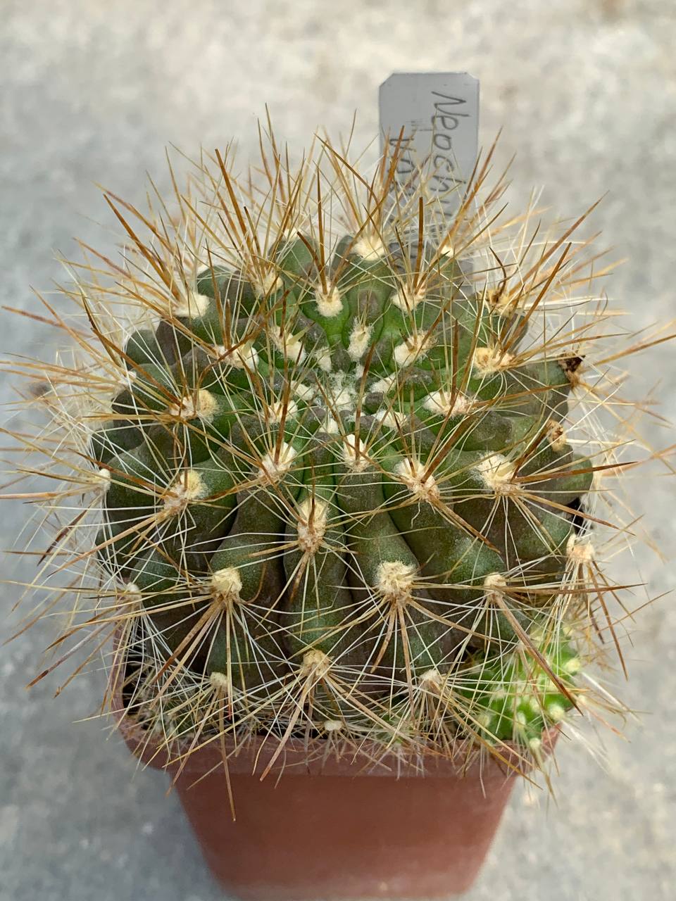 Neochilenia chilensis var albissima