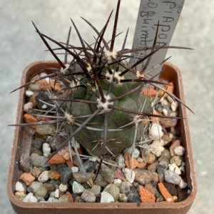 Copiapoa coquimbana (El Trapiche)