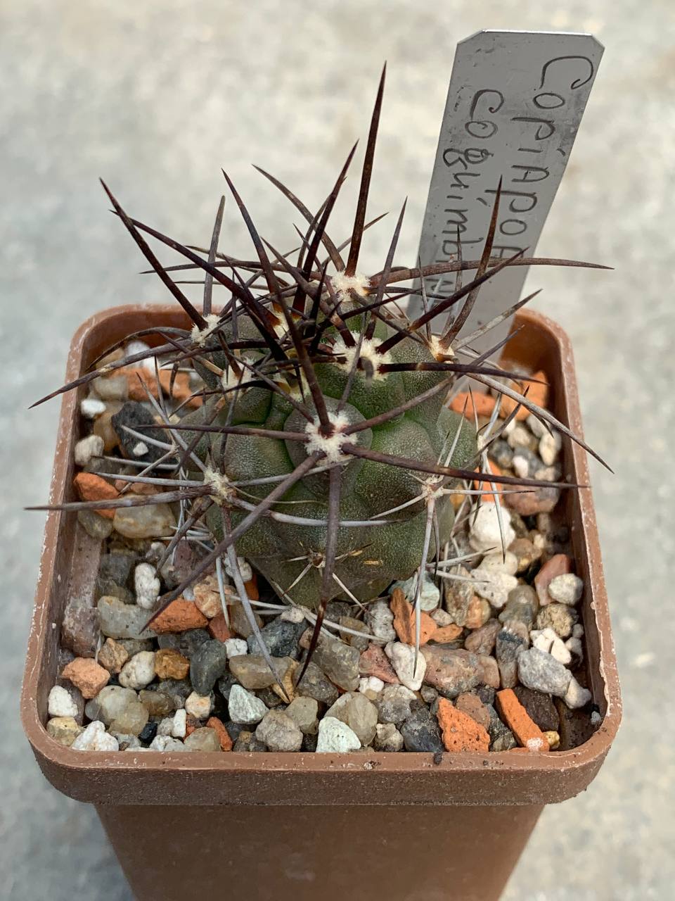 Copiapoa coquimbana (El Trapiche)