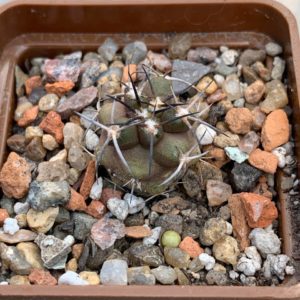 Copiapoa fiedleriana x fusca