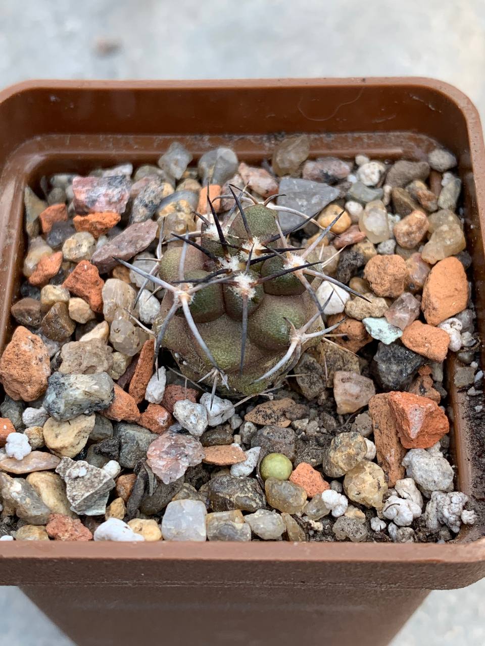 Copiapoa fiedleriana x fusca