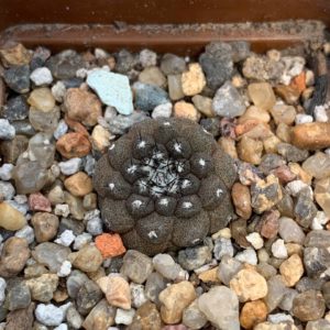 Copiapoa hypogaea (Flamenko, Chile)