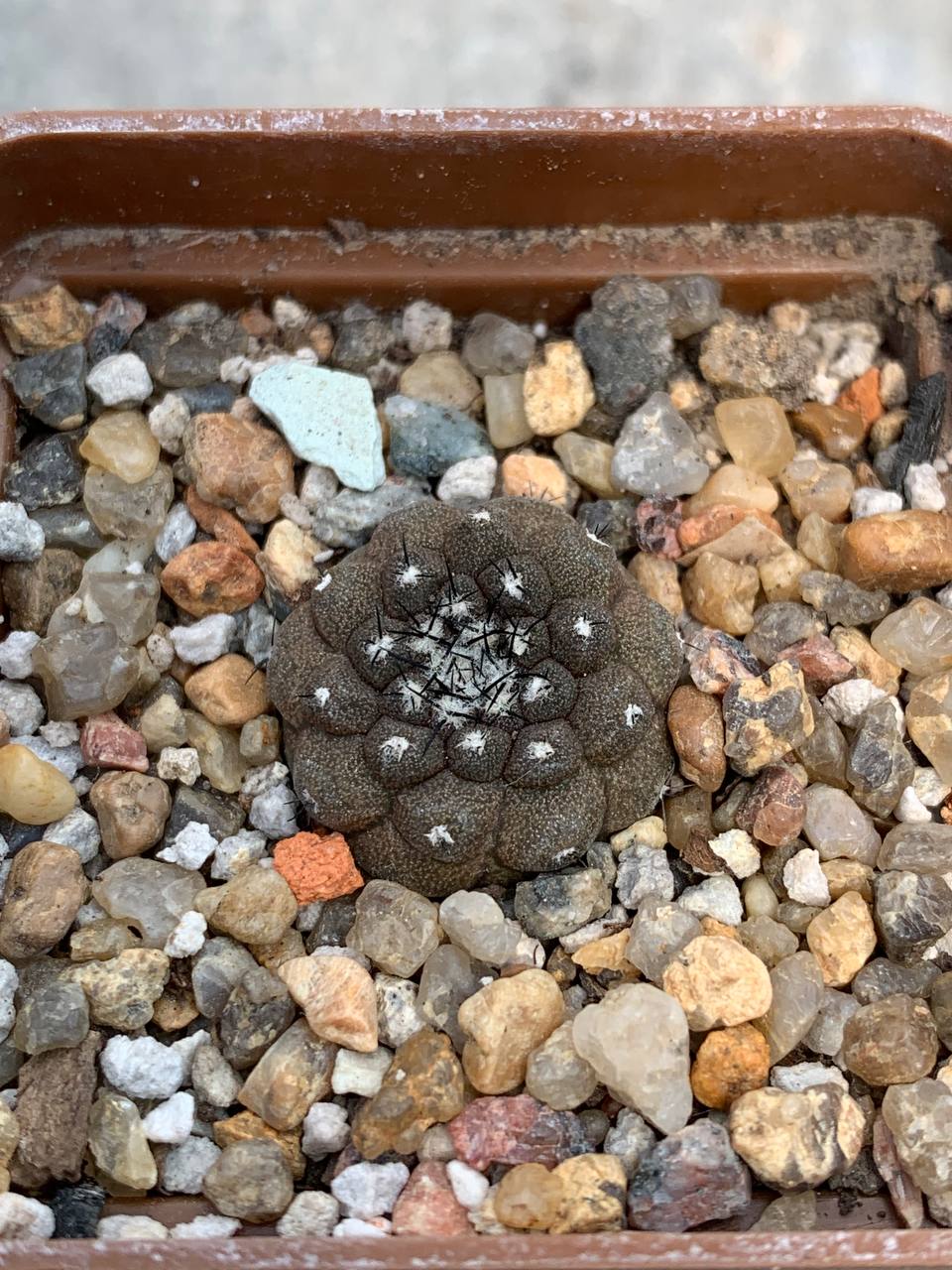 Copiapoa hypogaea (Flamenko, Chile)