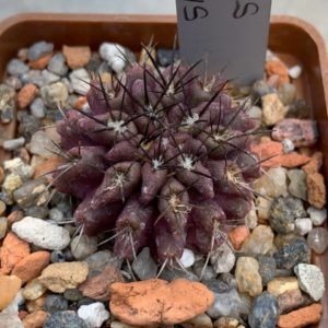 Pyrrhocactus floccosus