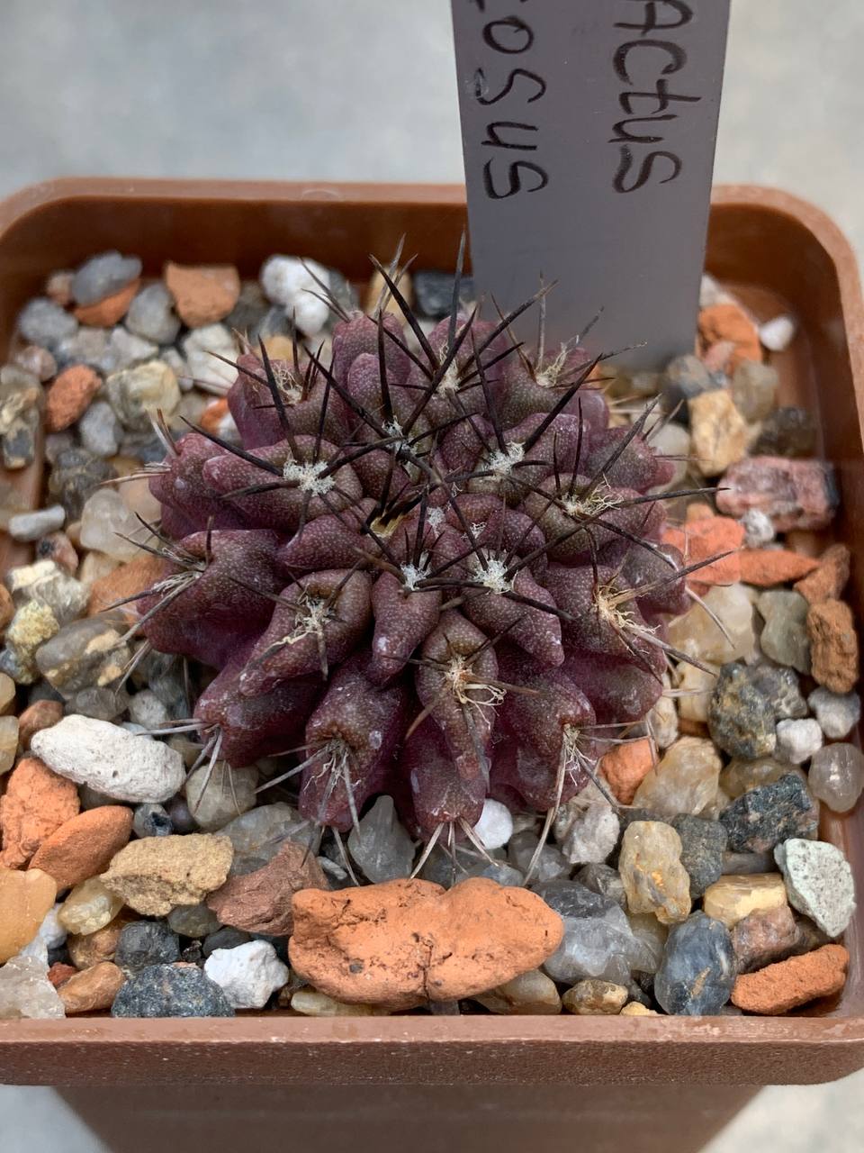 Pyrrhocactus floccosus