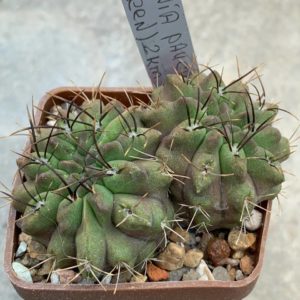 Neochilenia paucicostata aff.(Green) 2km Paposo