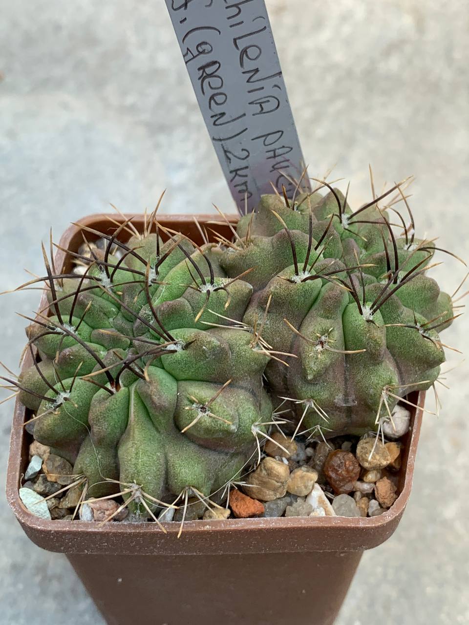 Neochilenia paucicostata aff.(Green) 2km Paposo