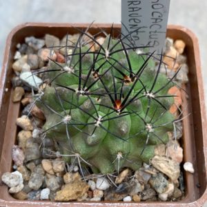 Pyrrhocactus garaventai