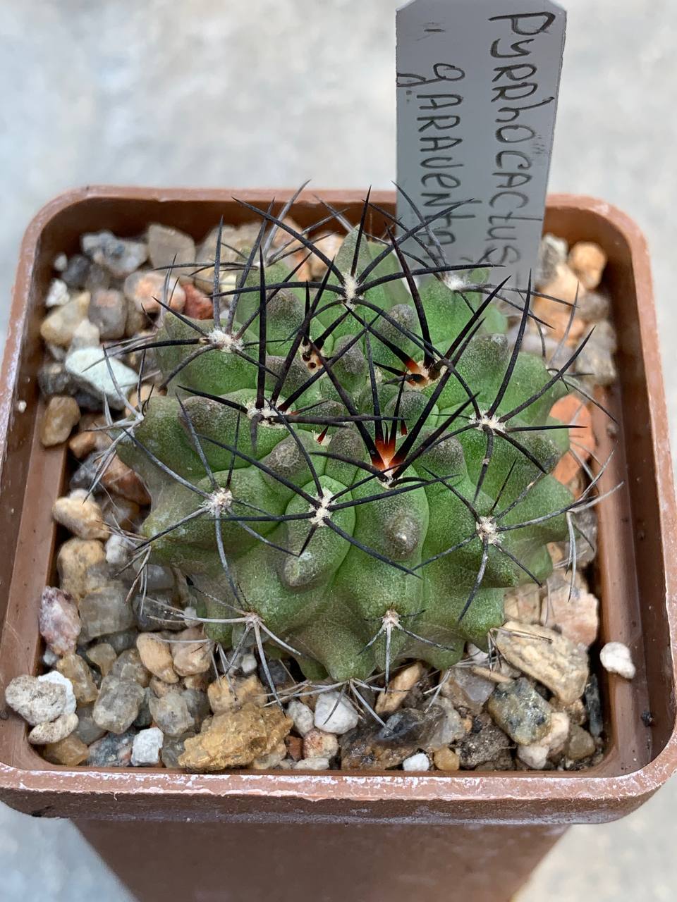 Pyrrhocactus garaventai