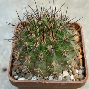 Neochilenia chilensis