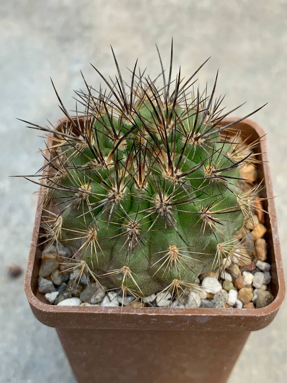 Neochilenia chilensis