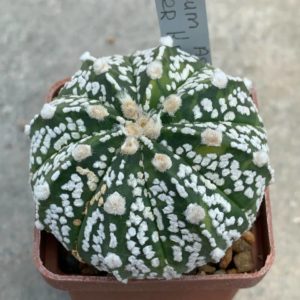 Astrophytum asterias “Super Kabuto” hybr