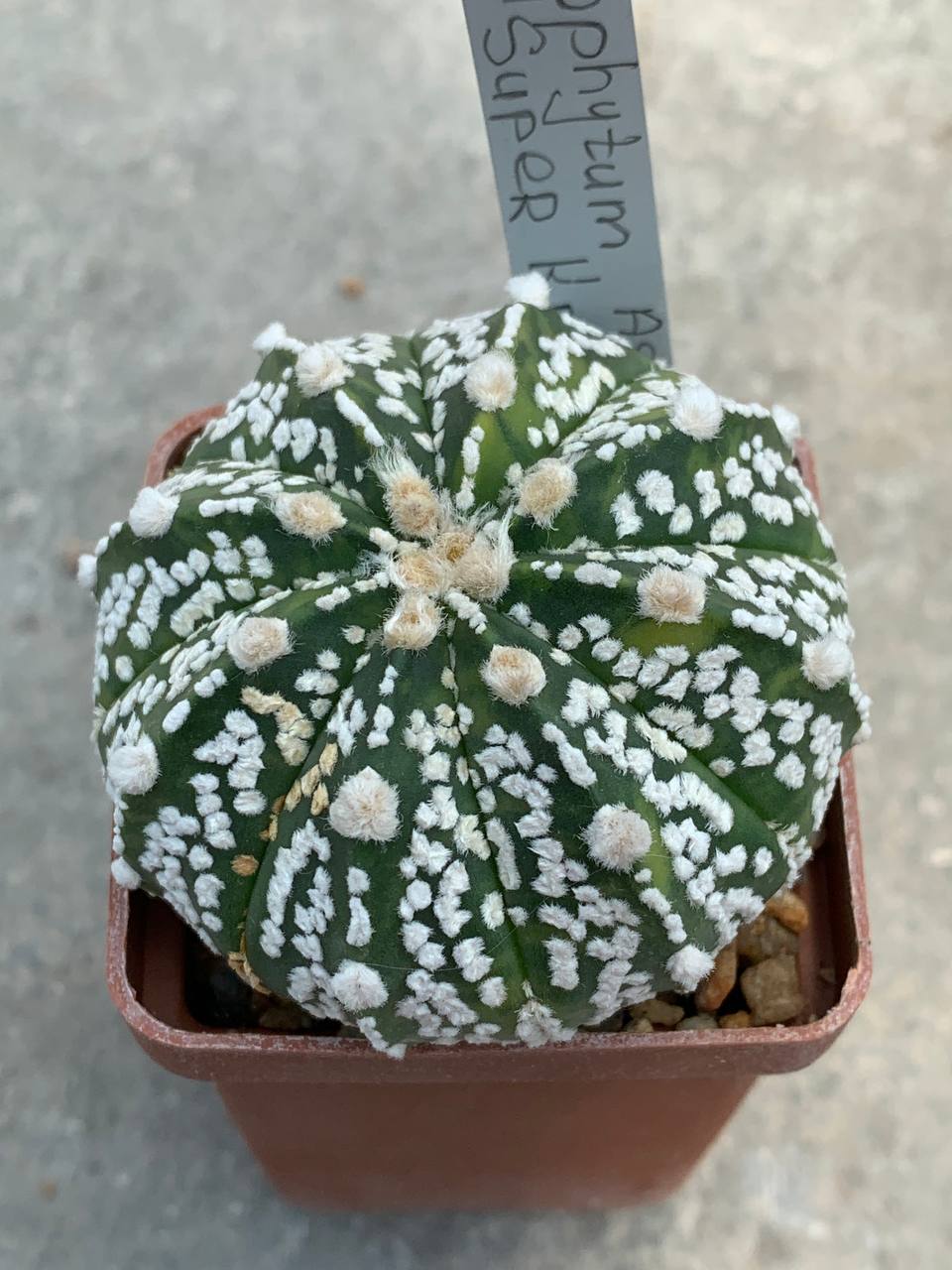 Astrophytum asterias “Super Kabuto” hybr