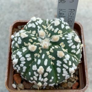 Astrophytum asterias “Super Kabuto” hybr