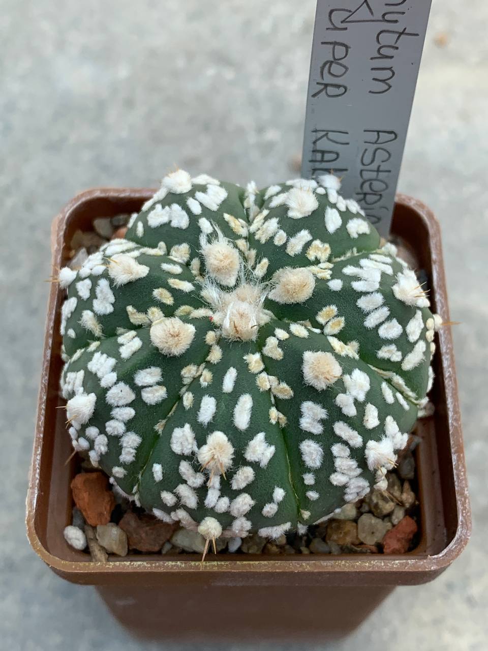 Astrophytum asterias “Super Kabuto” hybr