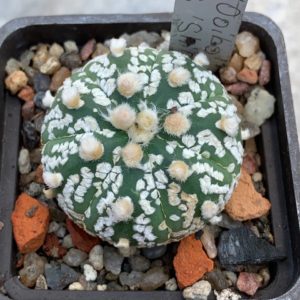 Astrophytum asterias ‘ooibo’ x asterias ‘shiowa’