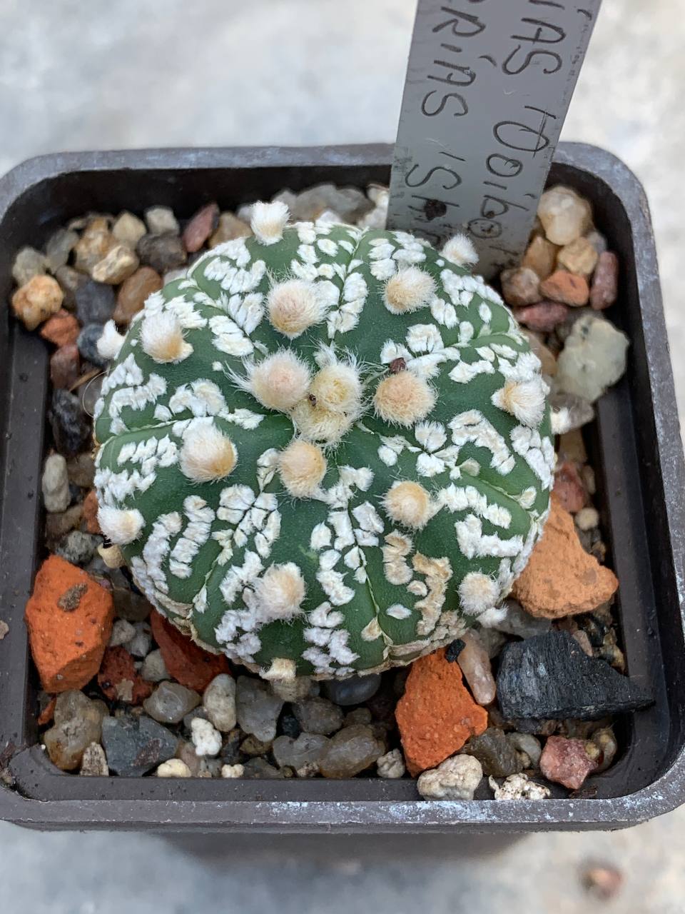 Astrophytum asterias ‘ooibo’ x asterias ‘shiowa’