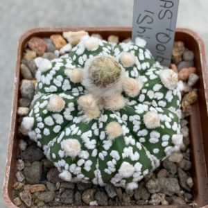 Astrophytum asterias ‘ooibo’ x asterias ‘shiowa’