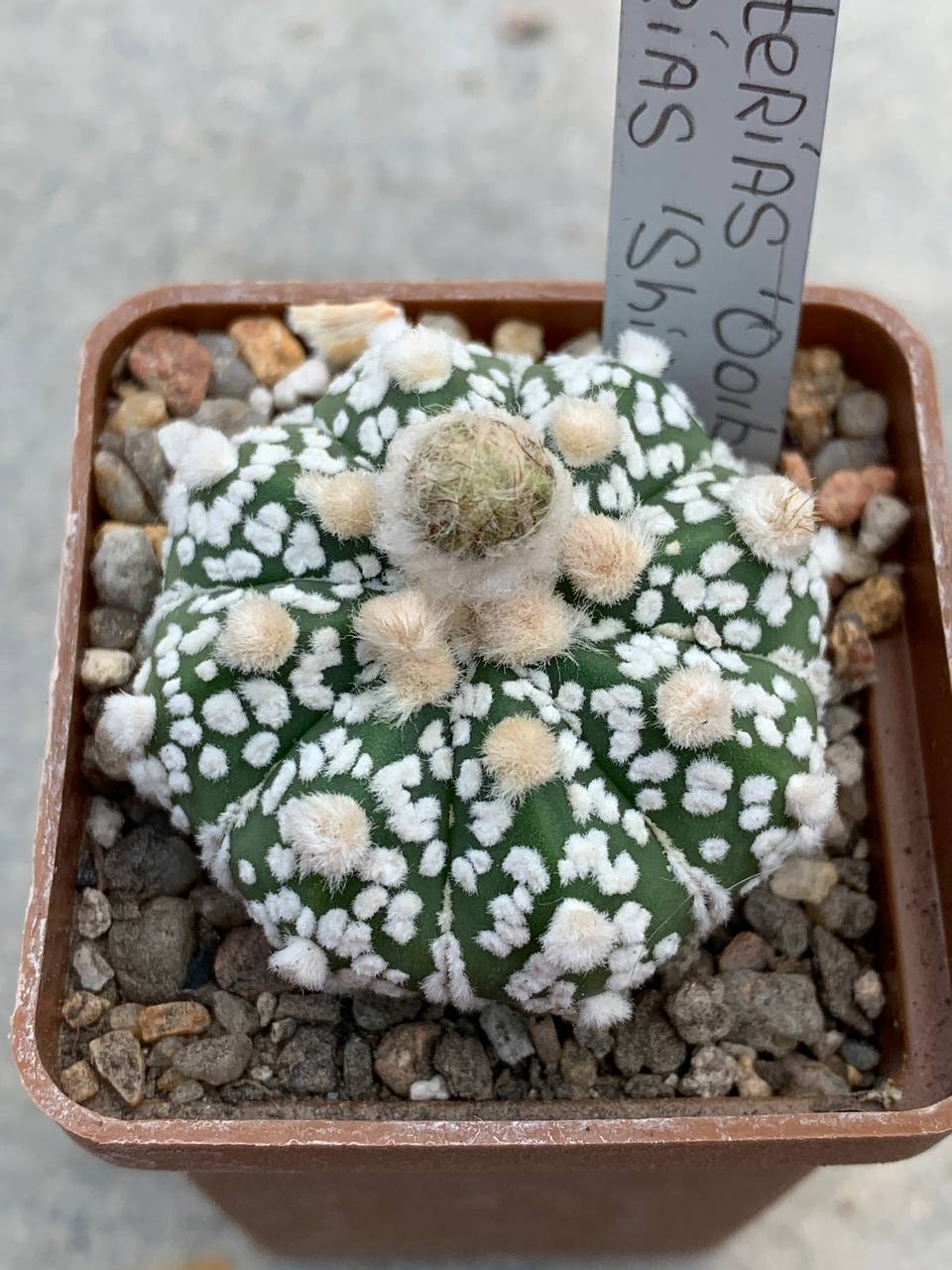 Astrophytum asterias ‘ooibo’ x asterias ‘shiowa’