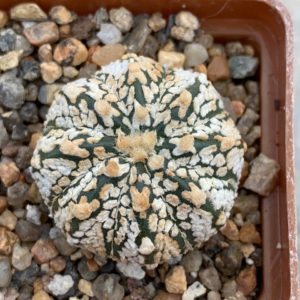 Astrophytum asterias “Super Kabuto” hybr V-type