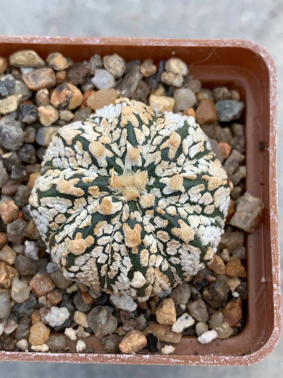 Astrophytum asterias “Super Kabuto” hybr V-type