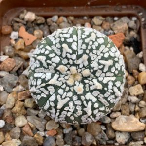 Astrophytum asterias “Super Kabuto” V-type