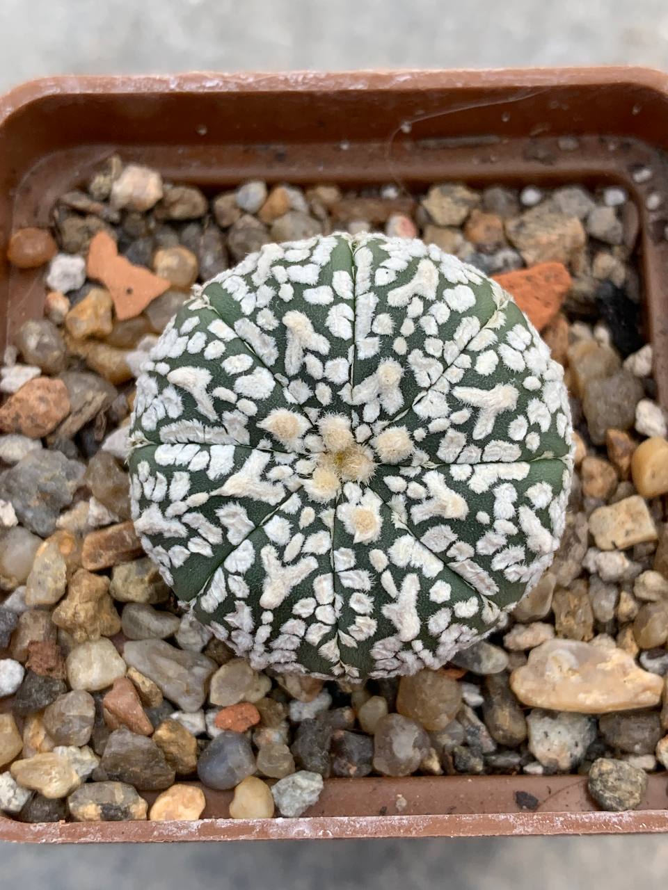 Astrophytum asterias “Super Kabuto” V-type