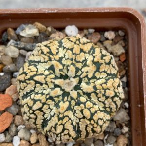Astrophytum asterias “Super Kabuto” V-type