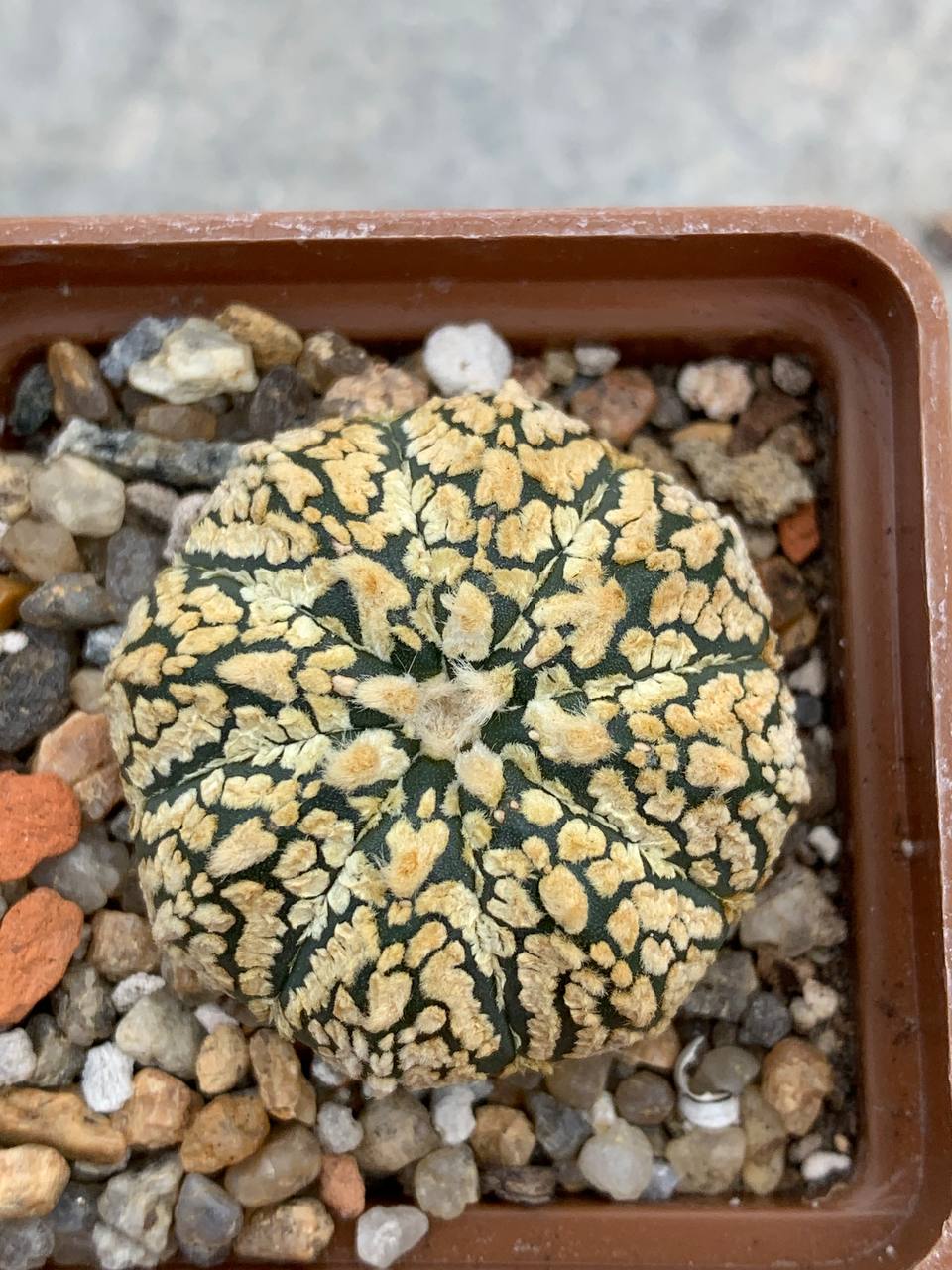 Astrophytum asterias “Super Kabuto” V-type