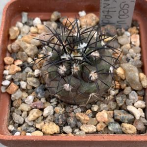 Copiapoa griseoviolacea (Cerro Pintadas)