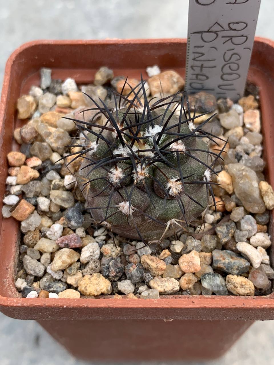 Copiapoa griseoviolacea (Cerro Pintadas)